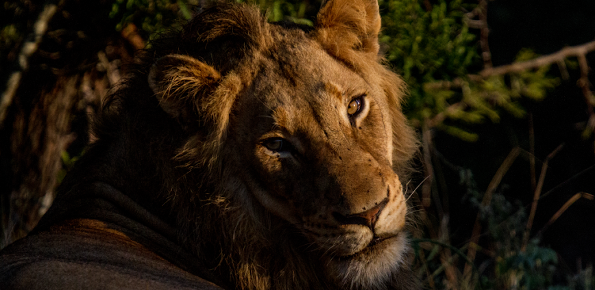 WildEarth TV – Nature Safari