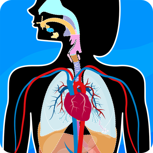 Human Anatomy – Body parts