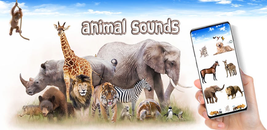 Animal Sounds