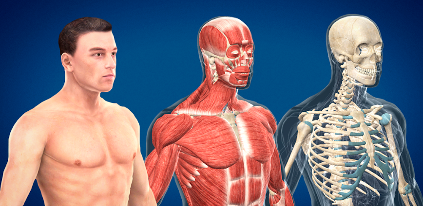 Human body (male) 3D scene