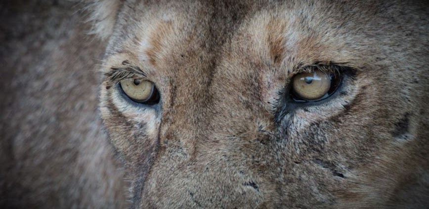 WildEarth for Android TV
